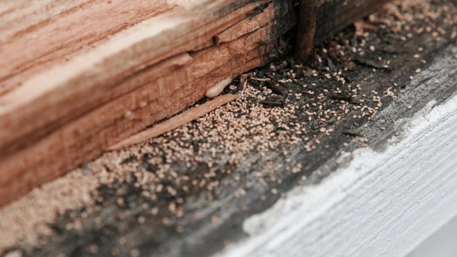 Why Kentucky Home Inspections Are Incomplete Without a Wood-Destroying Insect Check