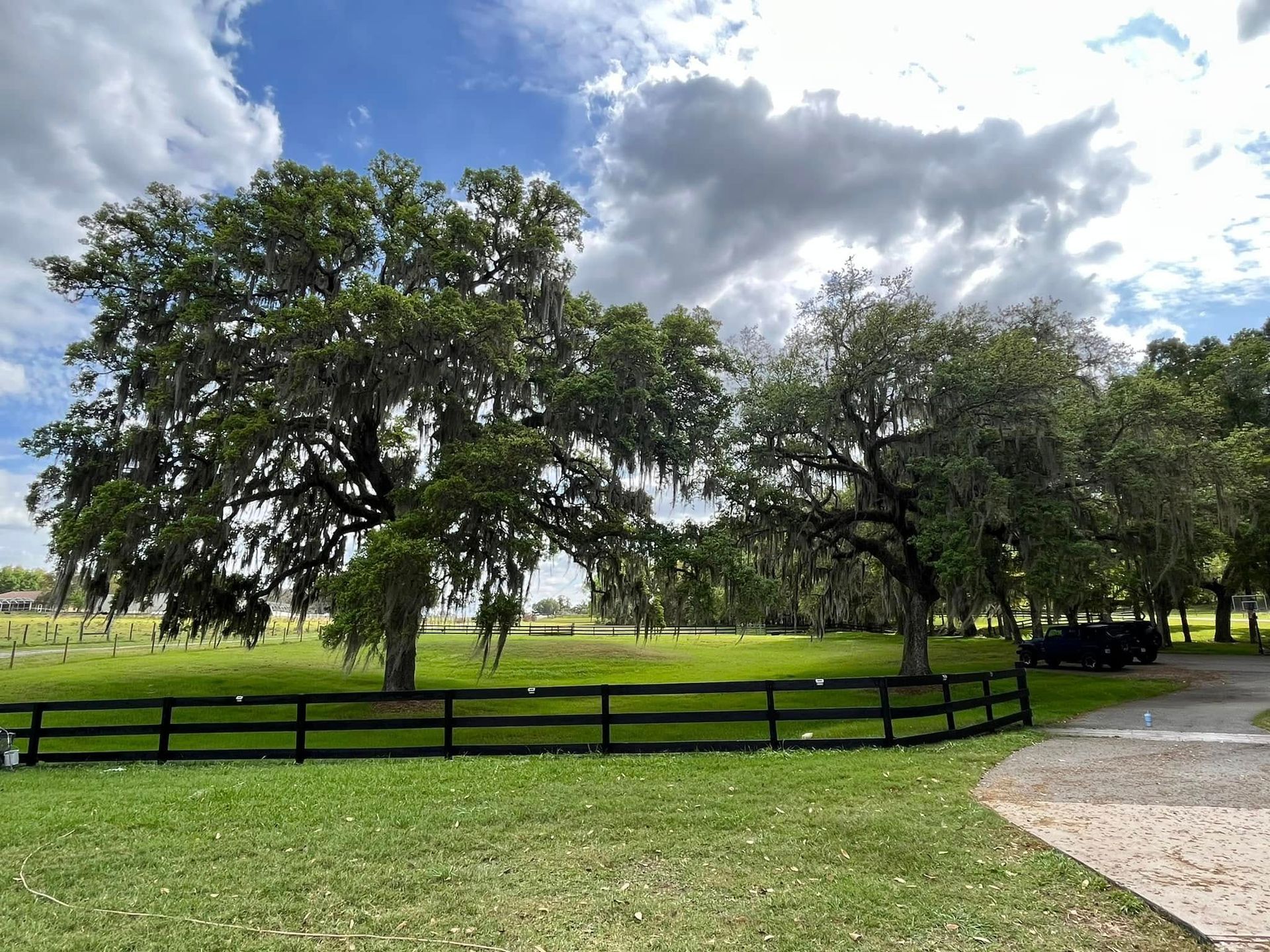 Trees with Spanish moss behind a black fence in a grassy field under a cloudy sky.