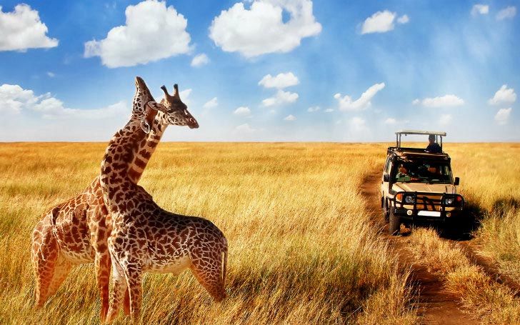 City Lights & Safari Sights and Cape Town South Africa