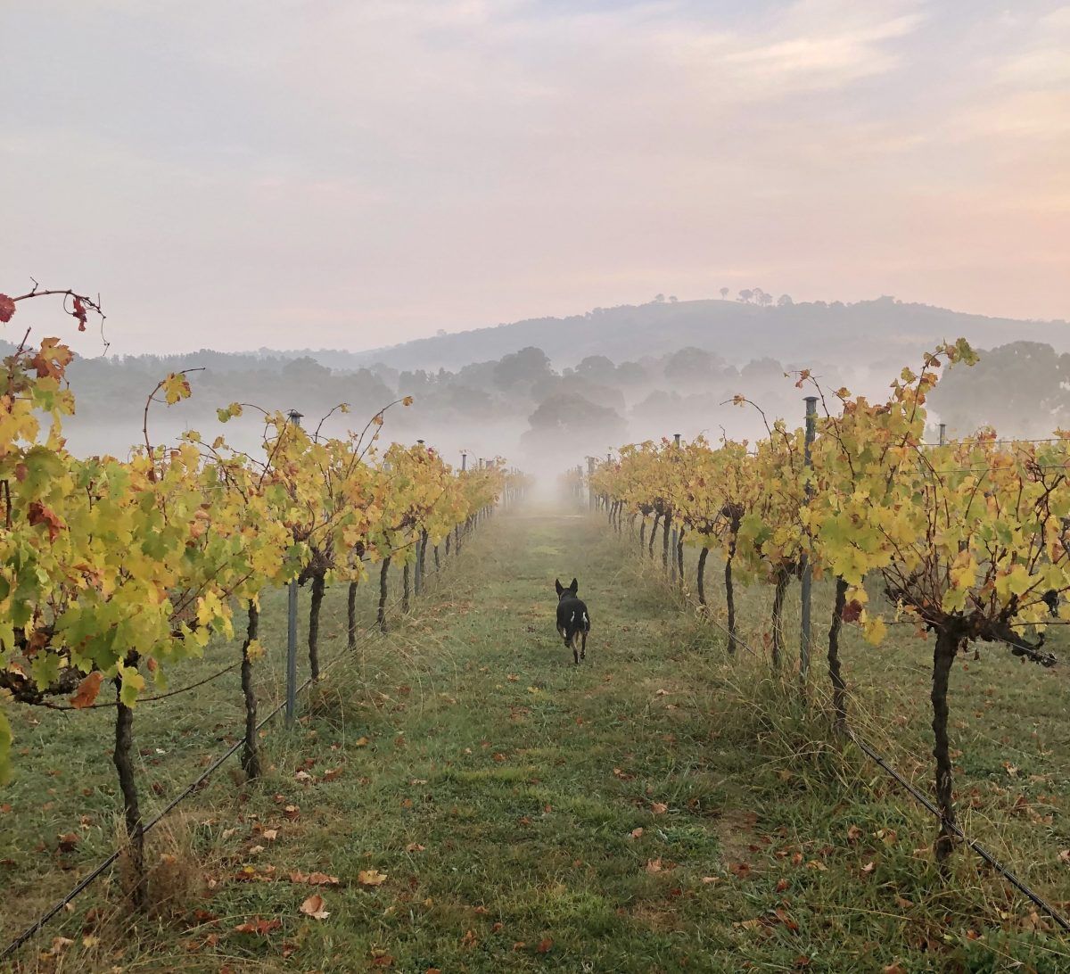 Tallagandra Hill Winery has 11,000 vines across 12 acres. Photo: Tallagandra Hill.
