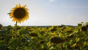 Sunflowers — West Berlin, NJ — Lisa Frattali Holistic Business Coaching