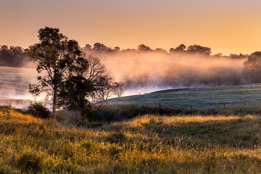 A Foggy Field with A Tree in The Foreground — Roll Formed Driveways in Caboolture, QLD