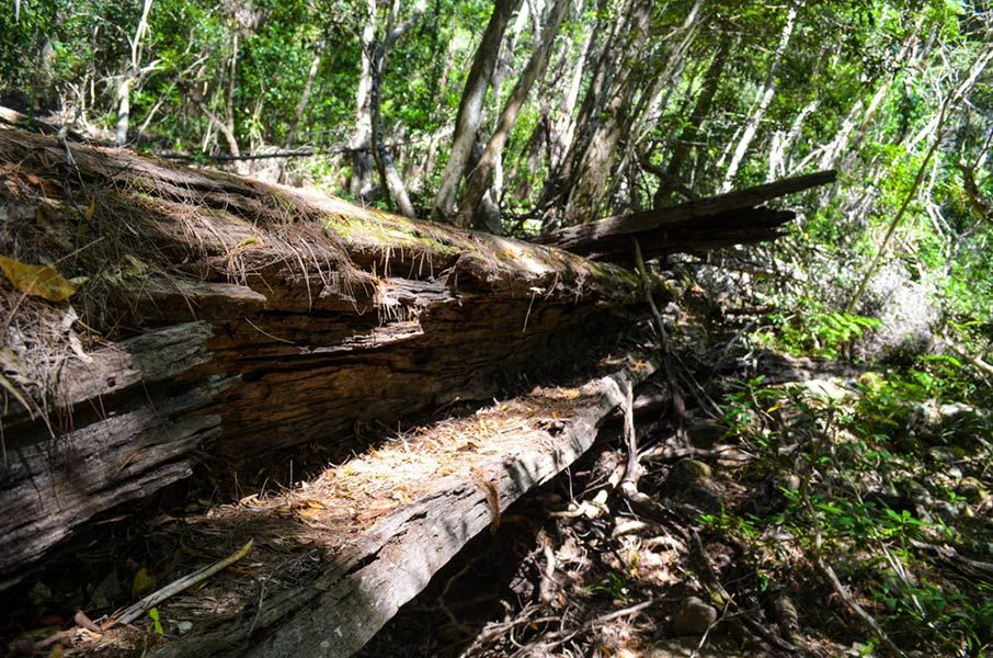 A Large Log Is Laying on The Ground in The Middle of A Forest — Roll Formed Driveways in Nambour, QLD