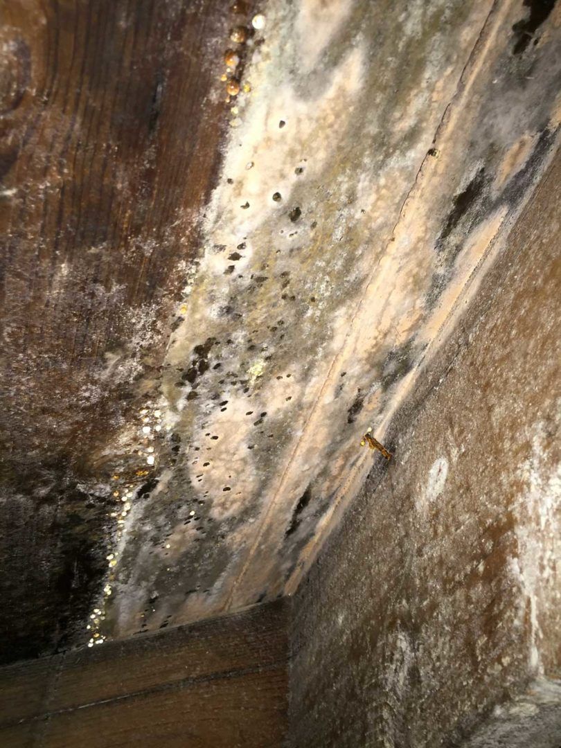Before Mold Remediation — Milliken, CO — First Point Construction