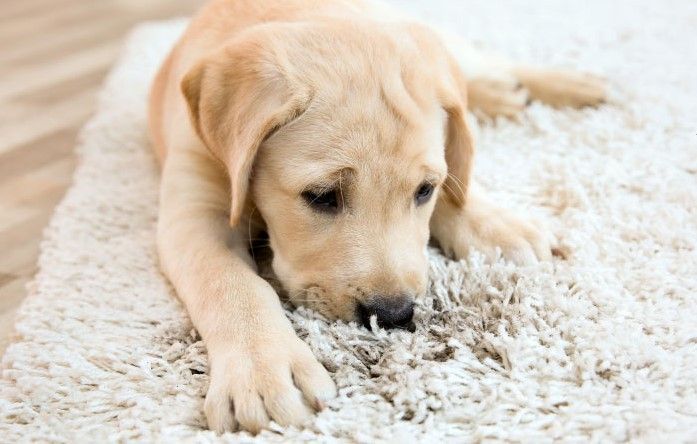A puppy is laying on a white carpet with a stain.