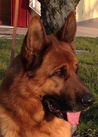 Allevamento Conte di Sarmano Cadoneghe (Padova), cane pastore tedesco