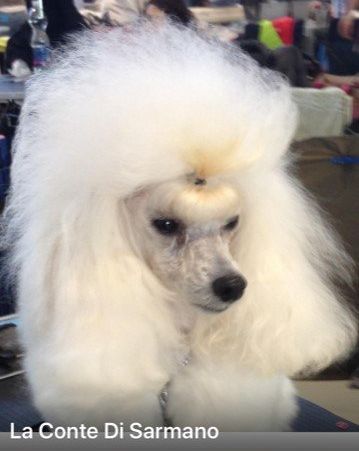 Allevamento Conte di Sarmano Cadoneghe (Padova), cane Barbone