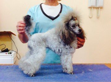 Allevamento Conte di Sarmano Cadoneghe (Padova), cane Barbone