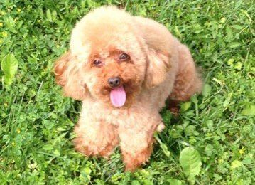 Allevamento Conte di Sarmano Cadoneghe (Padova), cane Barbone