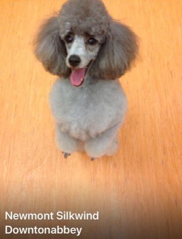 Allevamento Conte di Sarmano Cadoneghe (Padova), cane Barbone