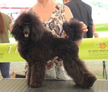 Allevamento Conte di Sarmano Cadoneghe (Padova), cane Barbone
