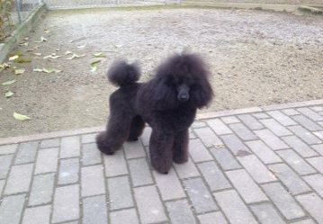 Allevamento Conte di Sarmano Cadoneghe (Padova), cane Barbone