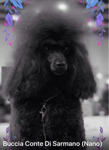 Allevamento Conte di Sarmano Cadoneghe (Padova), cane Barbone