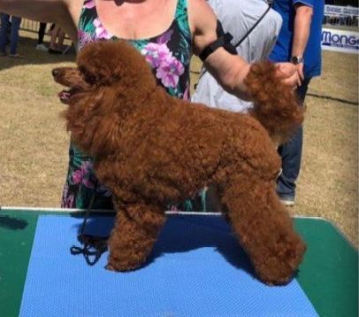 Allevamento Conte di Sarmano Cadoneghe (Padova), cane Barbone