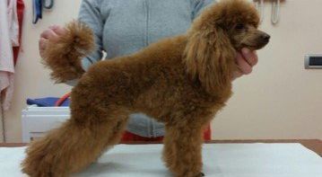 Allevamento Conte di Sarmano Cadoneghe (Padova), cane Barbone