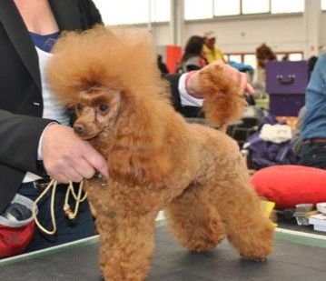 Allevamento Conte di Sarmano Cadoneghe (Padova), cane Barbone