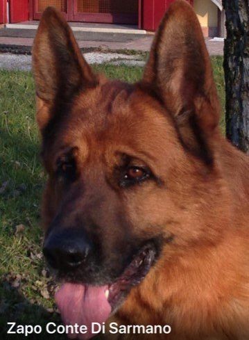 Allevamento Conte di Sarmano Cadoneghe (Padova), cane pastore tedesco