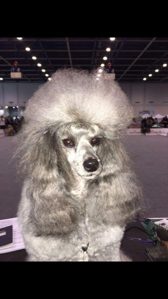 Allevamento Conte di Sarmano Cadoneghe (Padova), cane Barbone