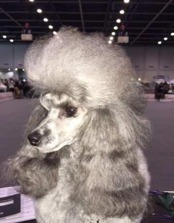 Allevamento Conte di Sarmano Cadoneghe (Padova), cane Barbone