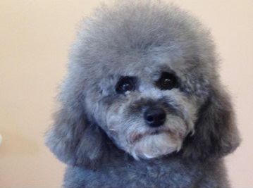 Allevamento Conte di Sarmano Cadoneghe (Padova), cane Barbone