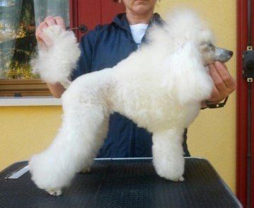 Allevamento Conte di Sarmano Cadoneghe (Padova), cane Barbone