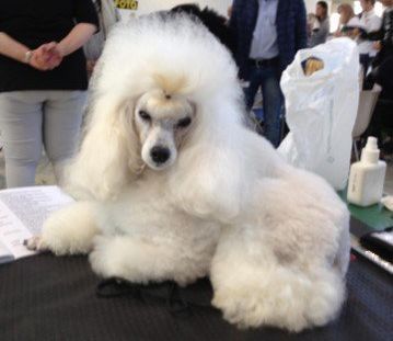 Allevamento Conte di Sarmano Cadoneghe (Padova), cane Barbone
