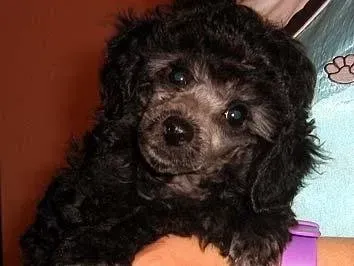 Allevamento Conte di Sarmano Cadoneghe (Padova), cane Barbone