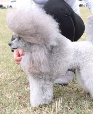 Allevamento Conte di Sarmano Cadoneghe (Padova), cane Barbone