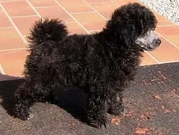 Allevamento Conte di Sarmano Cadoneghe (Padova), cane Barbone