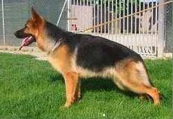 Allevamento Conte di Sarmano Cadoneghe (Padova), cane pastore tedesco