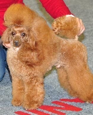 Allevamento Conte di Sarmano Cadoneghe (Padova), cane Barbone