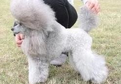 Allevamento Conte di Sarmano Cadoneghe (Padova), cane Barbone