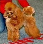 Allevamento Conte di Sarmano Cadoneghe (Padova), cane Barbone