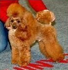 Allevamento Conte di Sarmano Cadoneghe (Padova), cane pastore tedesco