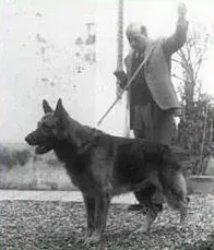 Allevamento Conte di Sarmano Cadoneghe (Padova)