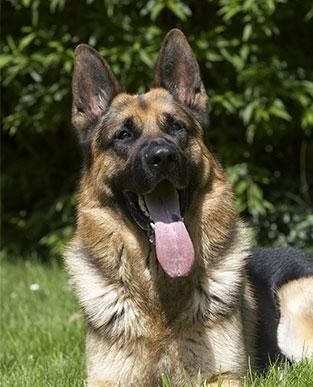 allevamento Pastore Tedesco