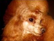 Allevamento Conte di Sarmano Cadoneghe (Padova), cane pastore tedesco