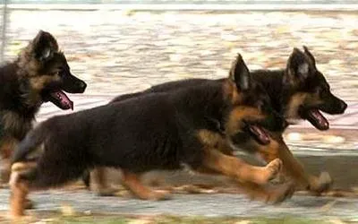 Allevamento Conte di Sarmano Cadoneghe (Padova), cane pastore tedesco