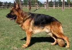 Allevamento Conte di Sarmano Cadoneghe (Padova), cane pastore tedesco