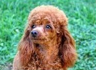 Allevamento Conte di Sarmano Cadoneghe (Padova), cane Barbone