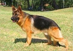 Allevamento Conte di Sarmano Cadoneghe (Padova), cane pastore tedesco
