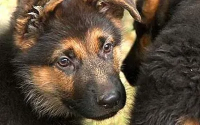 Allevamento Conte di Sarmano Cadoneghe (Padova), cane pastore tedesco