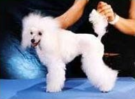 Allevamento Conte di Sarmano Cadoneghe (Padova), cane pastore tedesco