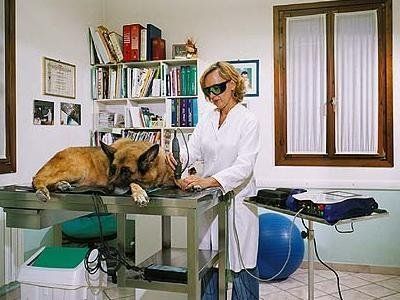 laserterapia cane