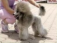 Allevamento Conte di Sarmano Cadoneghe (Padova), cane Barbone