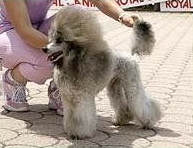 Allevamento Conte di Sarmano Cadoneghe (Padova), cane Barbone