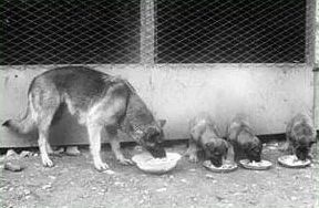 Allevamento Conte di Sarmano Cadoneghe (Padova)