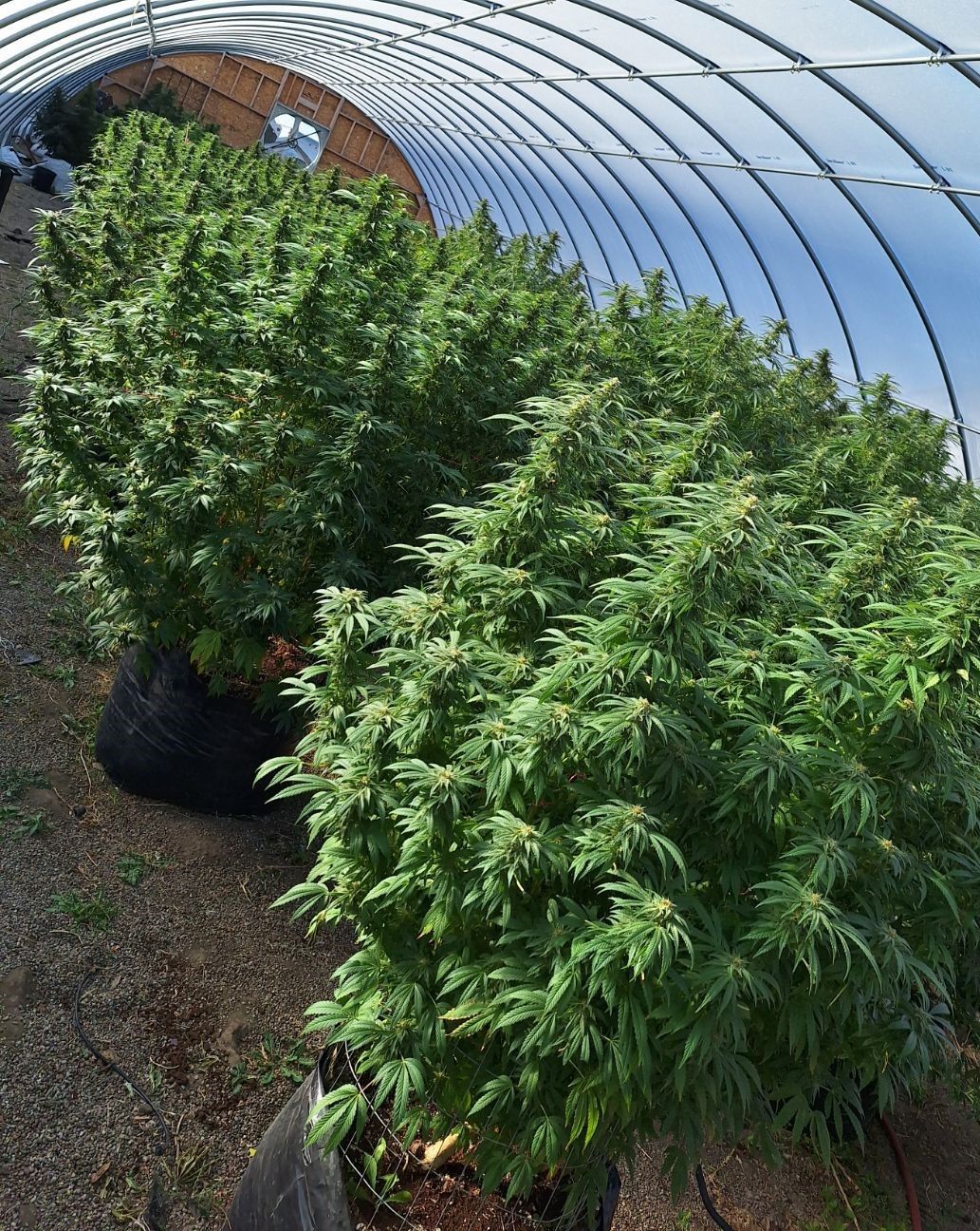 A greenhouse filled with lots of green plants