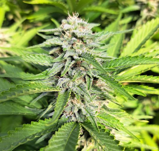 A close-up of a vibrant green cannabis flower bud in bloom, covered in small, white, crystal-like trichomes.