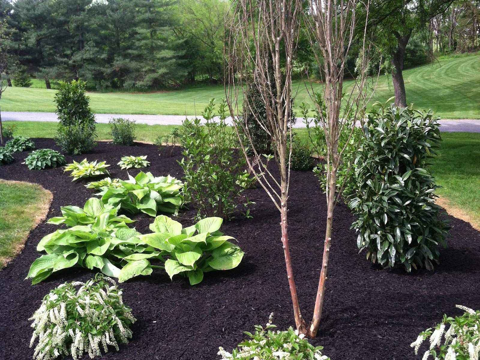 A garden filled with lots of plants and trees